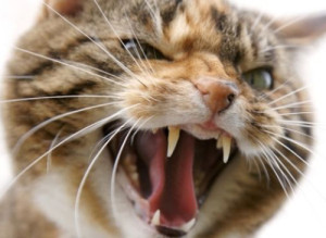 Агрессия у кошки