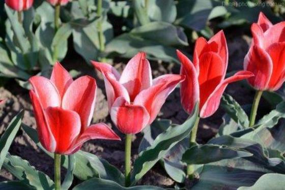 Тюльпаны Грейга - поздние тюльпаны