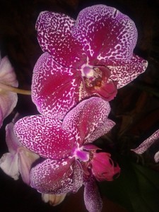 цветы орхидеи