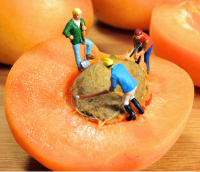 Для здоровья – съешь абрикос: польза абрикоса и его свойства