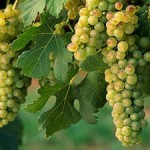 Виноград способы посадки