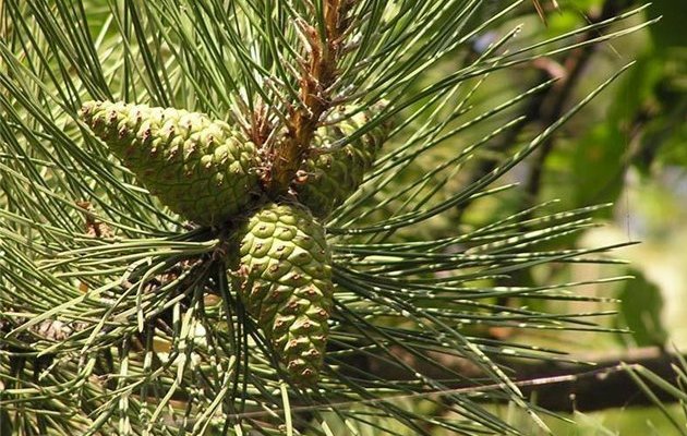 Полезные ароматы: СОСНА, ШАЛФЕЙ и ЭВКАЛИПТ.