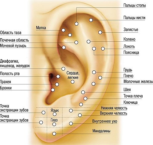 Аурикулотерапия - акупунктура уха