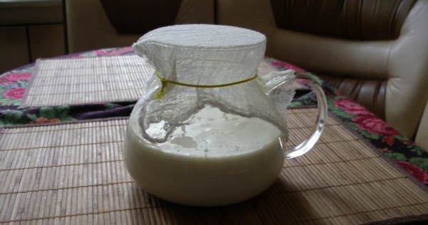 Молочный тибетский гриб: инструкция по выращиванию и применению