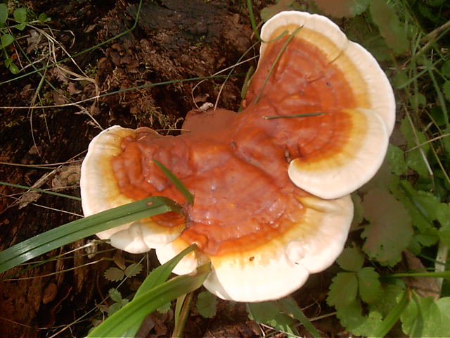 Cвойства гриба Рейши 