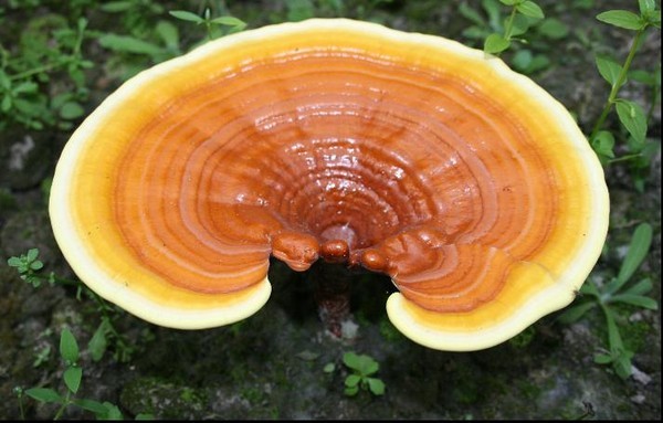 Cвойства гриба Рейши 