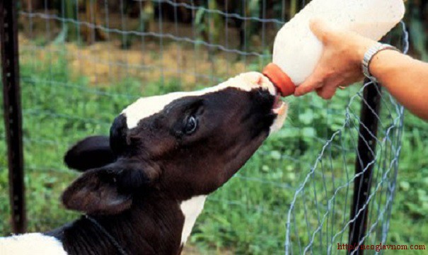 Лечебные свойства молозива коровы